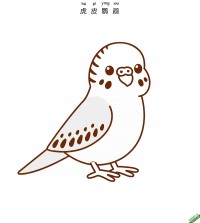 虎皮鹦鹉 budgerigar 鹦鹉 parrot|简笔画|素描|涂鸦|涂颜色