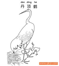 丹顶鹤（学名：Grus japonensis）|简笔画|素描|涂鸦|涂颜色