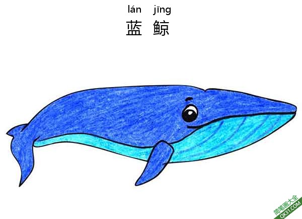 怎样教孩子们一步步画一个 卡通 蓝鲸 鲸鱼 Blue-Whale|简笔画|素描|涂鸦|涂颜色