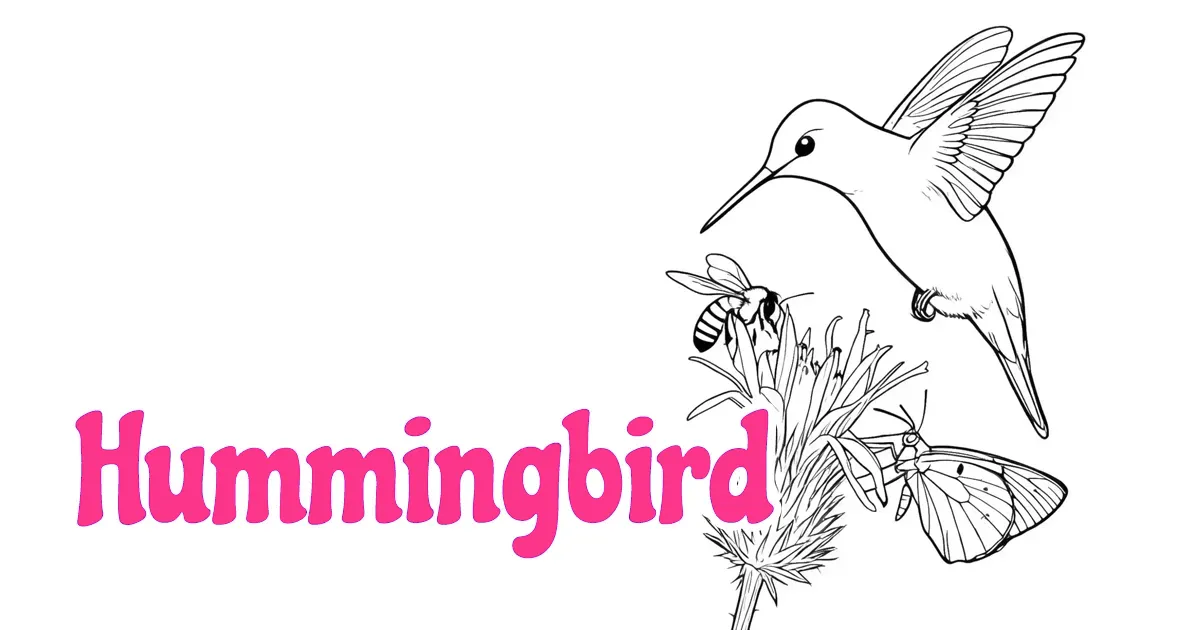 Hummingbird Coloring Pages