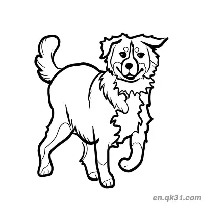 Free printable Playful Walking Bernese Mountain Dog Coloring Page coloring page