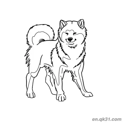 Free printable Fluffy Long Haired Shiba Inu Standing Coloring Page Soft Design coloring page