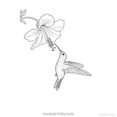 Free printable Hummingbird Eating Nectar 1 Coloring Page - Free PDF Printable Hummingbird Coloring Sheets coloring page