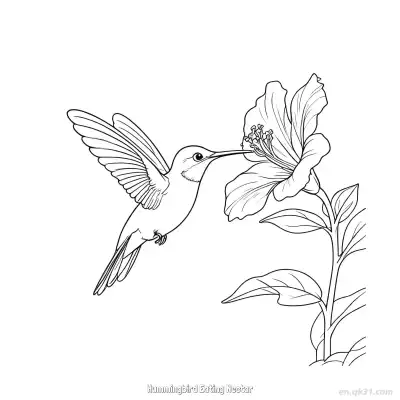Free printable Hummingbird Eating Nectar 10 Coloring Page - Free PDF Printable Hummingbird Coloring Sheets coloring page