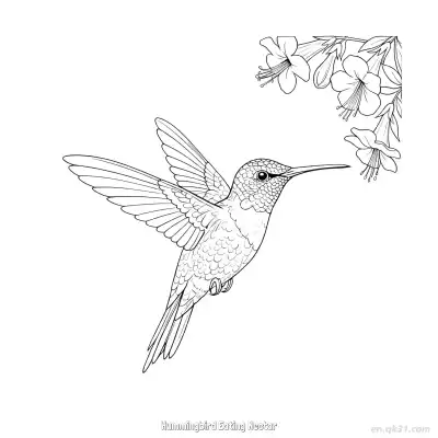 Free printable Hummingbird Eating Nectar 12 Coloring Page - Free PDF Printable Hummingbird Coloring Sheets coloring page