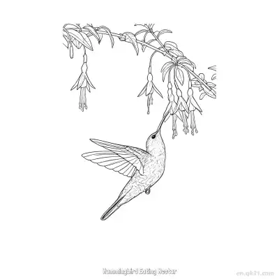 Free printable Hummingbird Eating Nectar 13 Coloring Page - Free PDF Printable Hummingbird Coloring Sheets coloring page