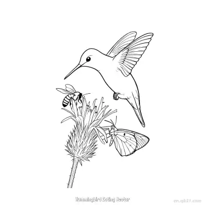 Free printable Hummingbird Eating Nectar 5 Coloring Page - Free PDF Printable Hummingbird Coloring Sheets coloring page