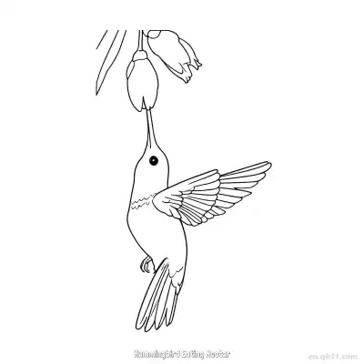 Free printable Hummingbird Eating Nectar 8 Coloring Page - Free PDF Printable Hummingbird Coloring Sheets coloring page