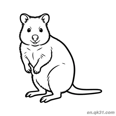 Free printable Realistic Front View Sitting Quokka Coloring Page coloring page