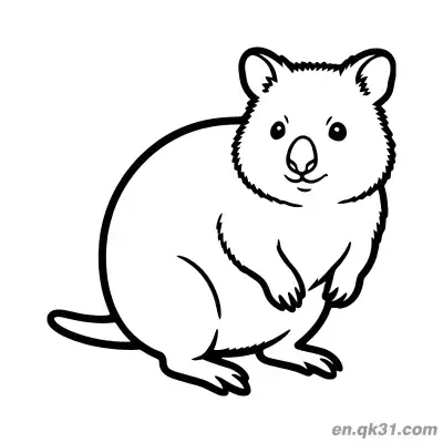 Free printable Realistic Right Side Sitting Quokka Coloring Page coloring page