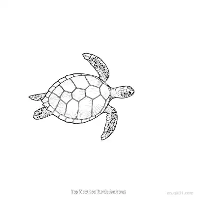 Free printable Top View Sea Turtle Anatomy  Coloring Page - Free PDF Printable Sea Turtle Coloring Sheets coloring page