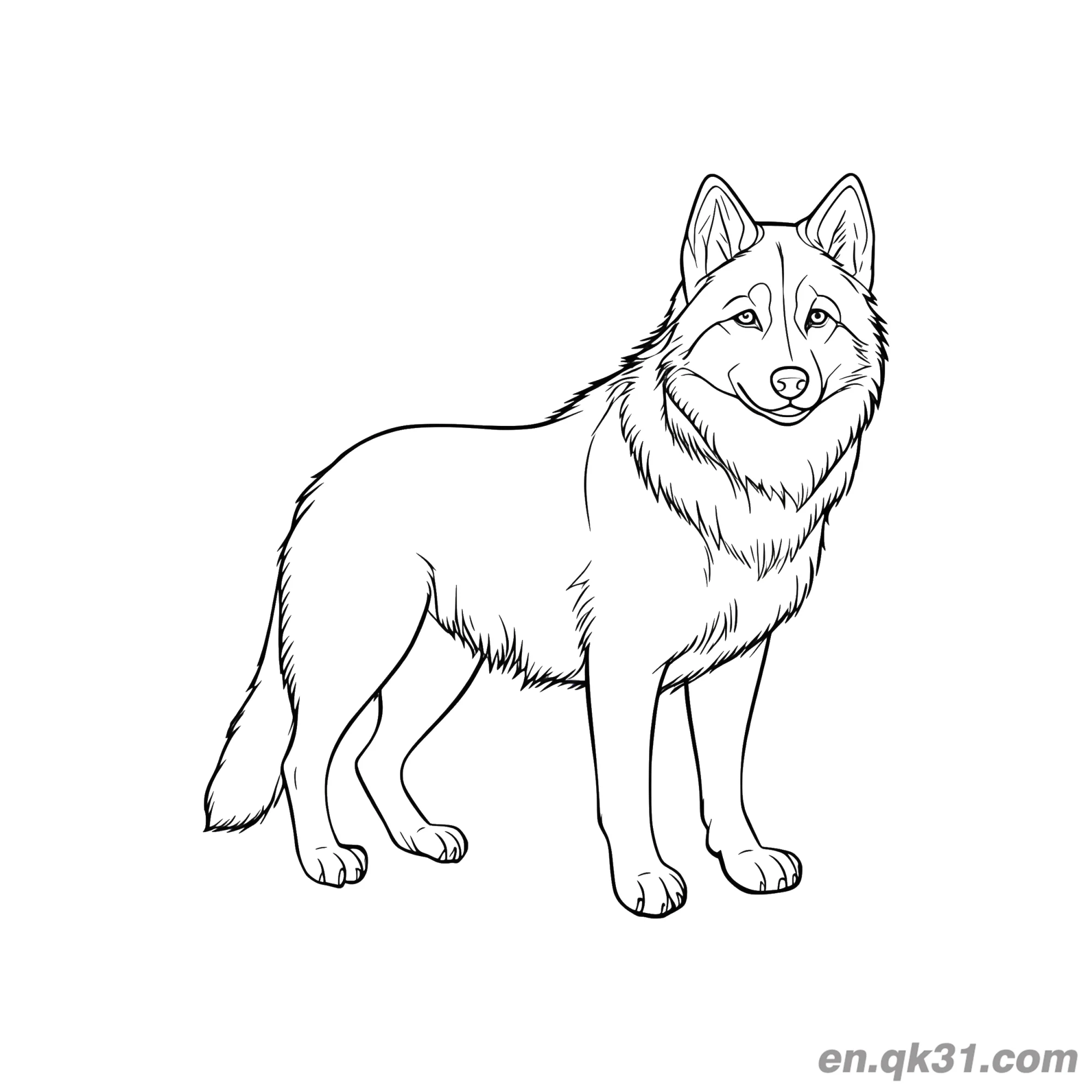 Realistic Standing Gray Wolf Coloring Page – Free Printable Coloring Page for Kids and Adults
