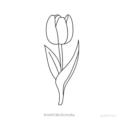 Free printable Graceful Tulip Line Drawing  Coloring Page - Free PDF Printable Tulips Coloring Sheets coloring page