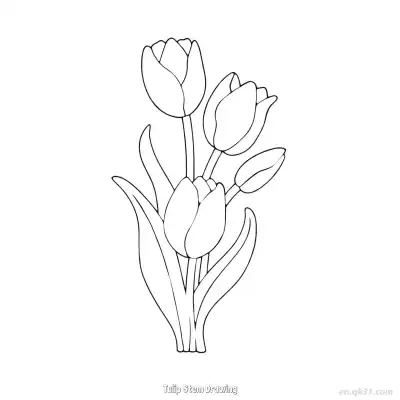 Free printable Tulip Stem Drawing  Coloring Page - Free PDF Printable Tulips Coloring Sheets coloring page