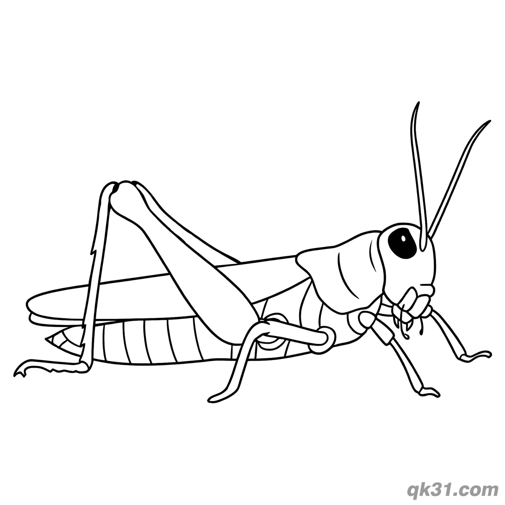 Educational Realistic Grasshopper Coloring Page – Free Printable Coloring Page for Kids and Adults
