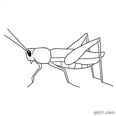 Free printable Slender Realistic Grasshopper Side View Coloring Page coloring page