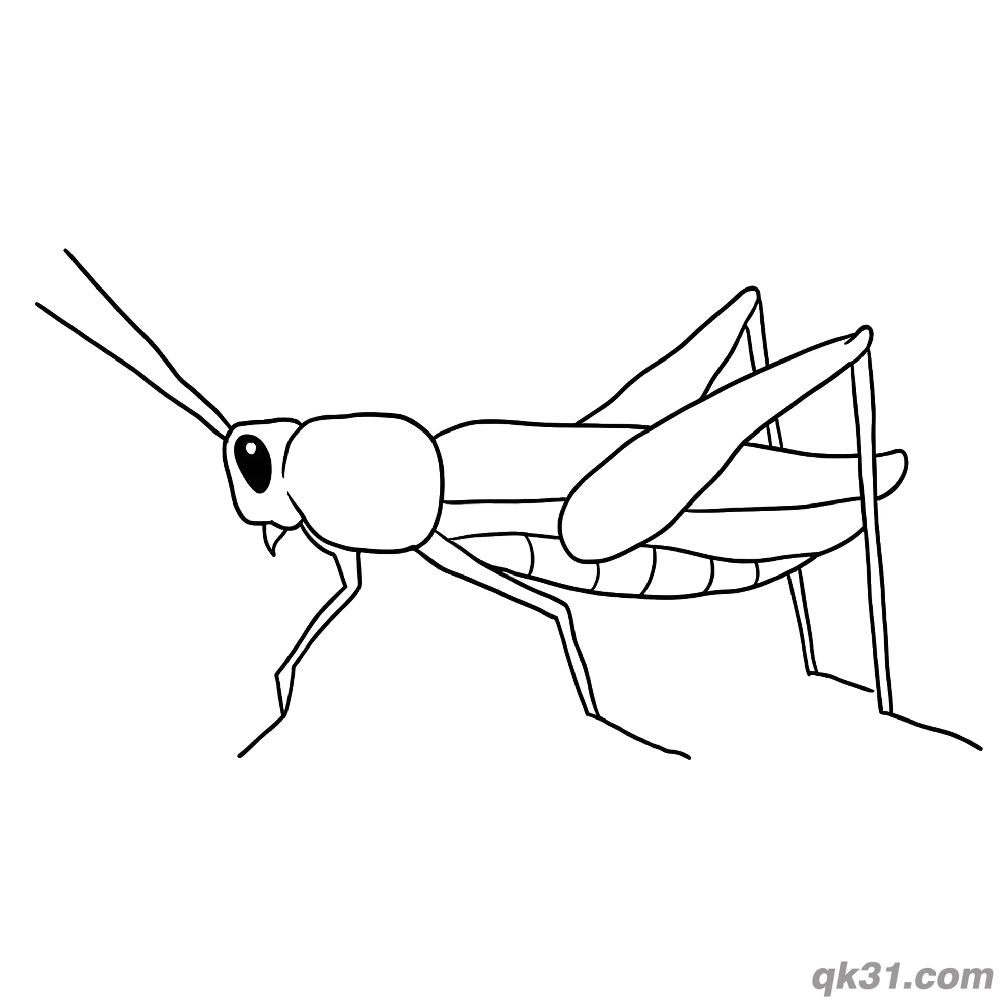 Slender Realistic Grasshopper Side View Coloring Page – Free Printable Coloring Page for Kids and Adults