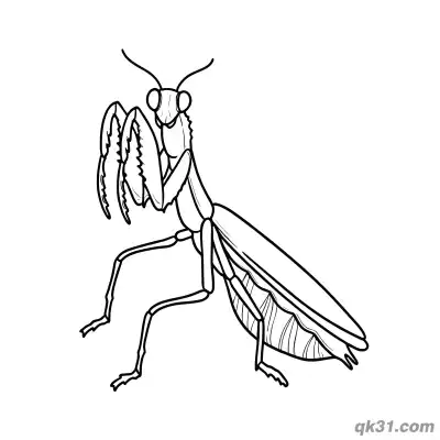Detailed Praying Mantis with Sharp Forelegs Coloring Page