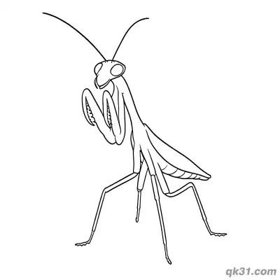 Free printable Realistic Wild Praying Mantis Coloring Page coloring page