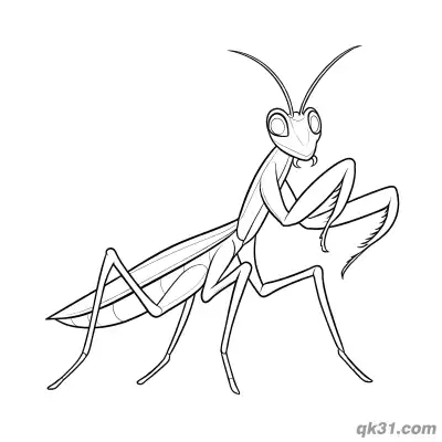 Free printable Standard Realistic Praying Mantis Coloring Page coloring page