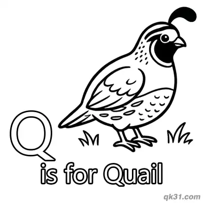 Letter Q is for Quail Coloring Page Beautiful Bird with Crest Printable for Kids