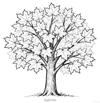 Free printable Maple Tree  Coloring Page - Free Printable fall PDFS Coloring Sheets coloring page