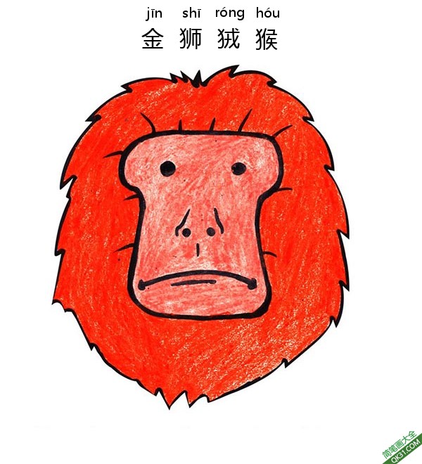 如何为孩子们画一张金狮狨猴子脸Golden Lion Tamarin Face|简笔画|素描|涂鸦|涂颜色