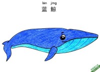 怎样教孩子们一步步画一个 卡通 蓝鲸 鲸鱼 Blue-Whale|简笔画|素描|涂鸦|涂颜色