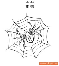 蜘蛛Spider蛛形纲动物|简笔画|素描|涂鸦|涂颜色